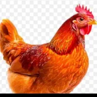 سه تا مرغ یک خروس