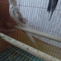 عروس هلندی