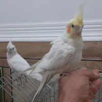عروس پاریس