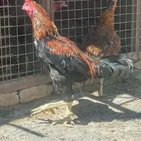 مرغ وخروس لاری
