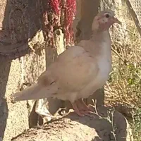 جوچه ساده عودی، چیل وسار هما