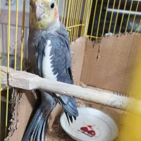 یک جفت عروس هلندی بالغ