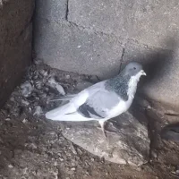 کبوتر