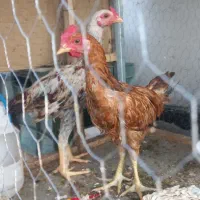 جوجه خروس لاری و خروس محلی