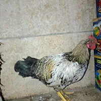 یک عدد خروس سفید شیری سیاه گنده بالغ جوان