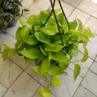 گل و گیاه پتوس و برگ بیدی