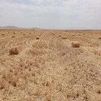 ۱۵۰۰ عدد کاه کلش