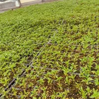 نشاء|گل و گیاه طبیعی|همدان, |دیوار