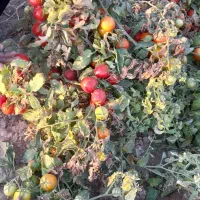 گوجه ربی نیسانی کلی