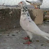 کبوتر سار