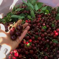 گیلاس تک دانه هیر درجه یک
