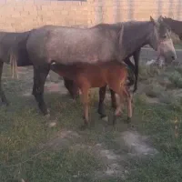 مادیان باکره