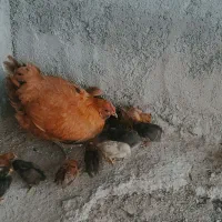 مرغ و جوجه