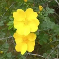 گل زرد بهاره