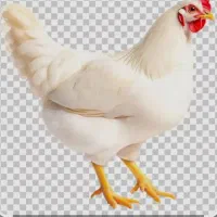 ۲۱۵۰۰۰هزار قیمت درب مرغداری
