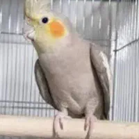 عروس هلندی آهویی گم شده