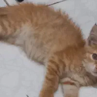 گربه