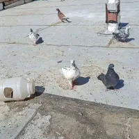 کبوتر