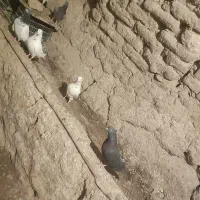 کبوتر پرشی