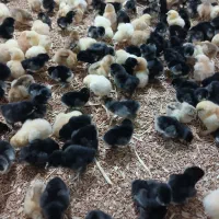 جوجه مرندی اصل