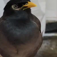 مرغ مینا