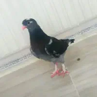 کبوتر