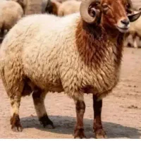 قصاب سیاربه صورت حرفه ای