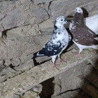 فروش فوری