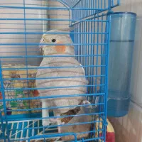 عروس هلندی دستی