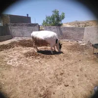 فروش یک عدد گاو شیرده