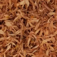 بهار نارنج