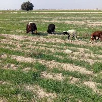 بره|حیوانات مزرعه|امیدیه, |دیوار