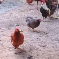 مرغ وخروس