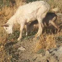 بزجوان بابزغاله سالان