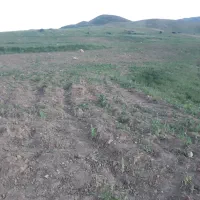شبدر درجه۱