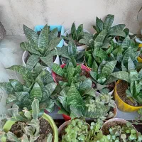 گل وگیاه طبیعی