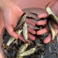 فروش بچه ماهی پرورشی کپور و امور