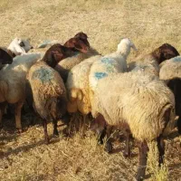 دنبال ۳۰ عدد میش نیمسی هستم اگه