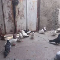 کبوتر رنگی
