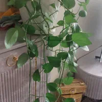 گل پتوس  سانسوریا ابلق سایز بزرگ۳۵۰