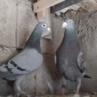 پلاکی و پرشی