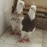 طوقی|پرنده|برخوار, |دیوار