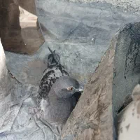 پرنده کبوتر کفتر پیدا شده