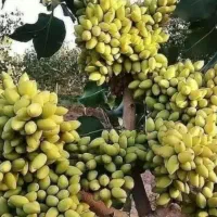 فروش پسته پیوندی با فاکتور رسمی