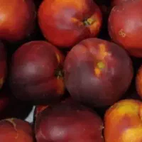شلیل تازه ازباغ