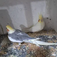 جفت عروس