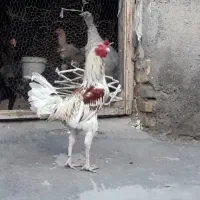 خروس