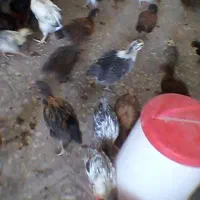 جوجه  گلپایگانی ۴۵روزه