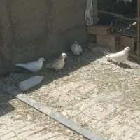 کبوتر تهرانی