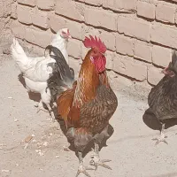 فروش مرغ و خروس نژادگلین